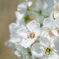 梨の花