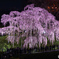 三春の滝桜