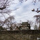 零分咲き