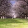 競馬場内の桜のトンネル