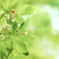 花芯