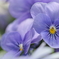 Spring color