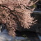 集落の桜