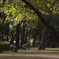 青葉の公園