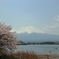 桜と富士山