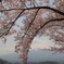 桜のトンネル