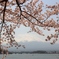 河口湖の桜