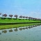 大榑川堤防の八重桜