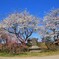 龍岡城跡(五稜郭公園2014)