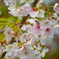 散り始めても桜