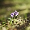 小さな花
