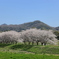 武庫川の桜並木