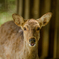 sika deer 