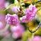 最後の桜