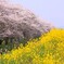 そよぐ香りを受けて