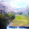 笹原川千本桜