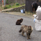 猫の島・田代島にてⅡ