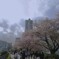 桜とタワー
