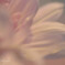 ★ 花 脈