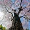 樹齢500年 〜高田桜 2025〜