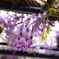 藤の花