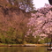 猊鼻渓お小夜桜