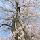 枝垂桜