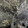 竹田夜桜