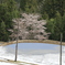 雪中桜