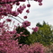 Cherry blossoms called "Kanzan"