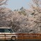 今年の桜