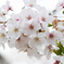 手毬桜
