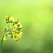 2025.4_green