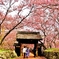 散る桜残る桜も散る桜 ～高遠城址～