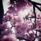 安行桜