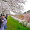 一目千本桜2025Ⅱ
