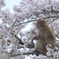 サルのお花見