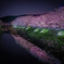 宇陀川の桜並木