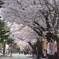 桜並木