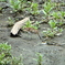 Gallinago gallinago