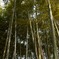 4月19日竹