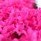 道端に咲く花