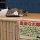 猫の島・田代島にてⅣ