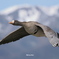 野鳥_Apr2025