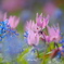 花_Apr2025
