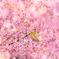 春の香りに誘われて