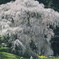 又兵衛桜
