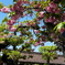 満開の八重桜と藤の花
