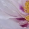 柔らかな花びら