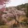 赤和観音しだれ桜
